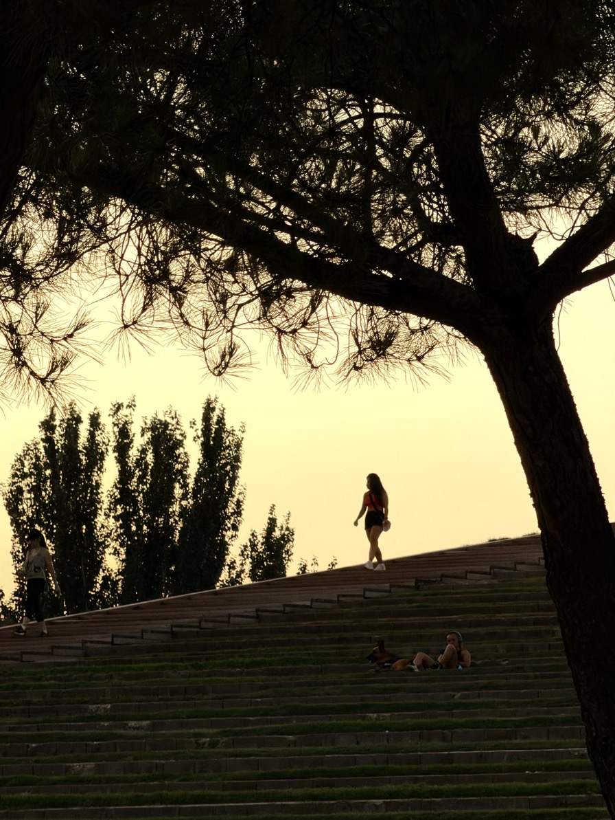 People walk and sit on a wide flight of grass-tufted stone steps at dusk, framed by the silhouette of a large pine against a warm amber sky.
