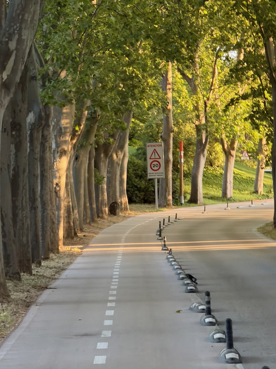 Tree-lined bike lane curving through a park in warm evening light.