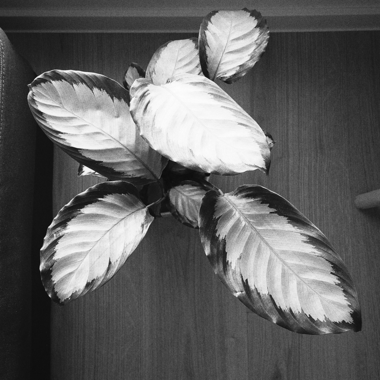 Black and white close-up of variegated houseplant leaves against a wooden background.