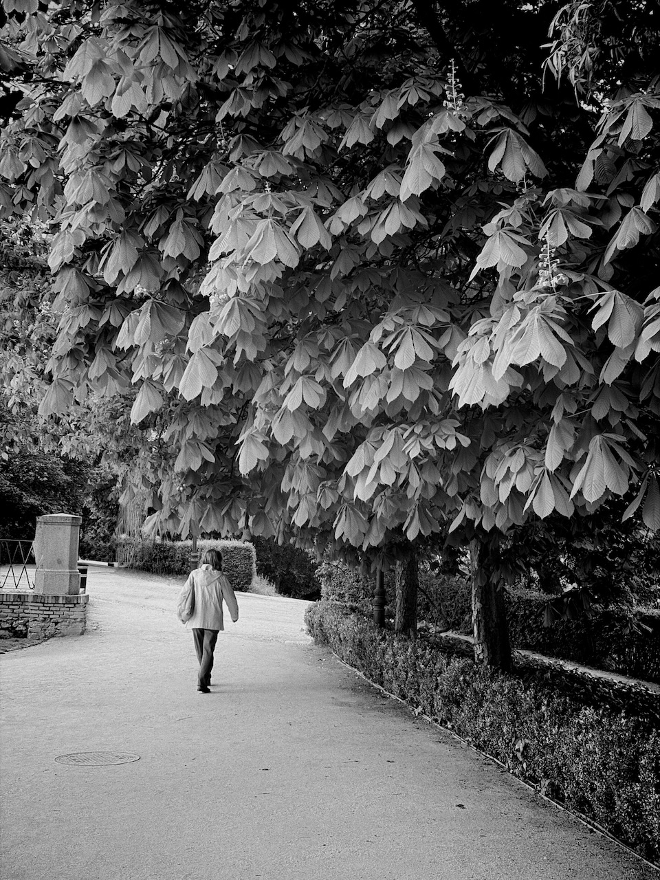 A person walks down a tree-lined path in a park, surrounded by lush greenery.