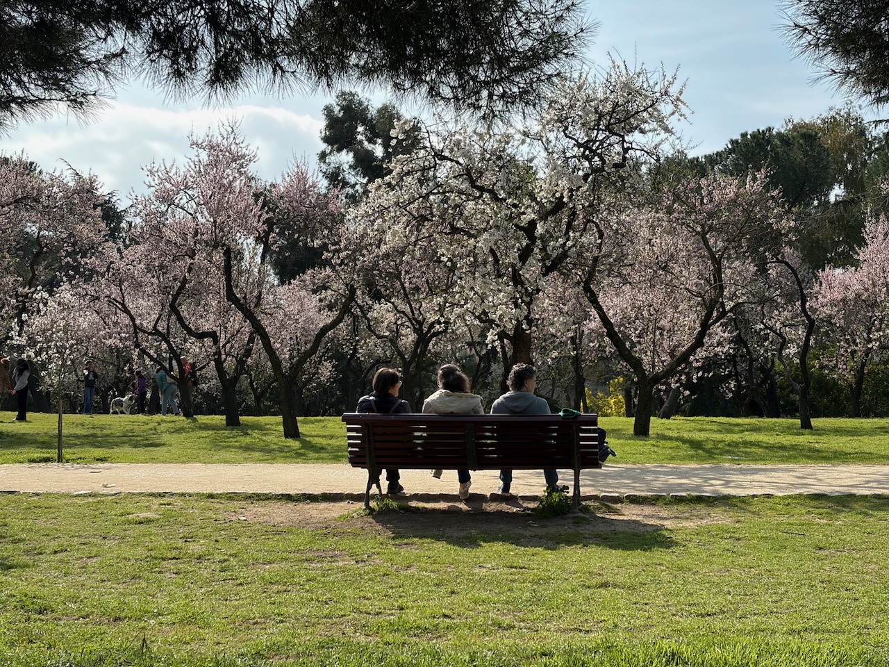 Three people sitting on a bench in a park surrounded by blooming trees.