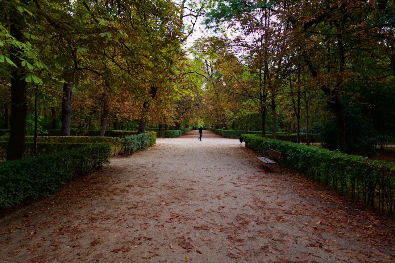 A person walks down a tree-lined path with fallen leaves in a park.