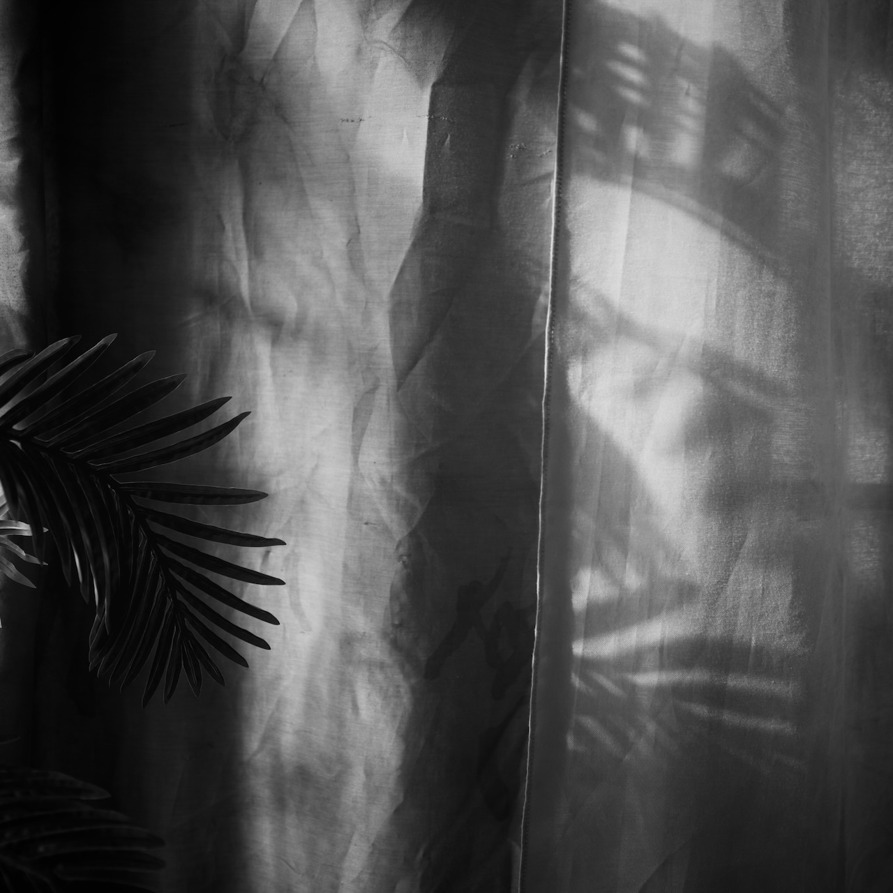 Black and white photo of a plant leaf casting shadows on a textured curtain.
